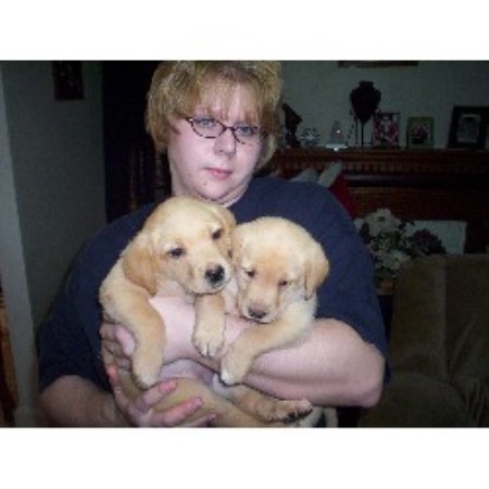 Labrador Retriever Breeder in Union, South Carolina