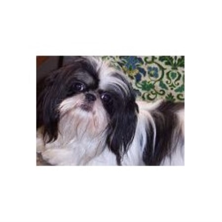 Shih Tzu breeder in Marysville California