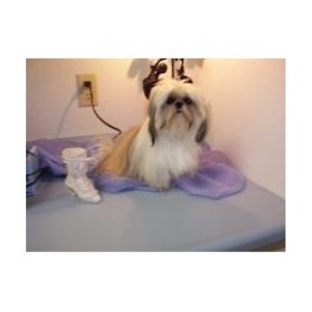 Shih Tzu Breeder in Marysville, California