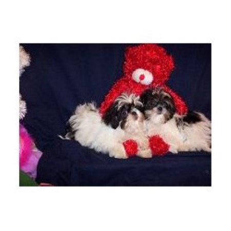 Shih Tzu in California