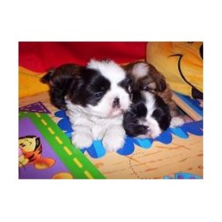 Shih Tzu breeder in California picture 2