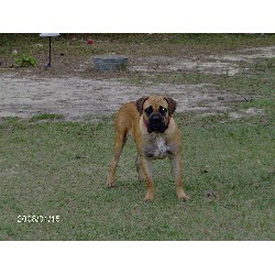 Bullmastiff Breeder in Floral City, Florida