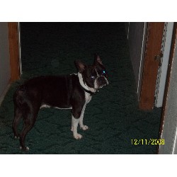 Boston Terrier Stud in Cordele, Georgia