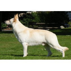 German Shepherd Dog Stud in Tacoma, Washington