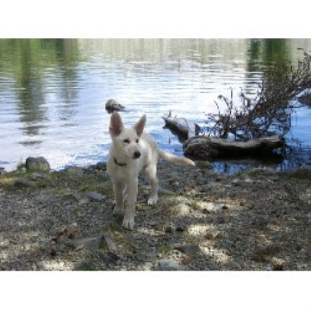 GSD,Alsatian breeder in Washington picture 2