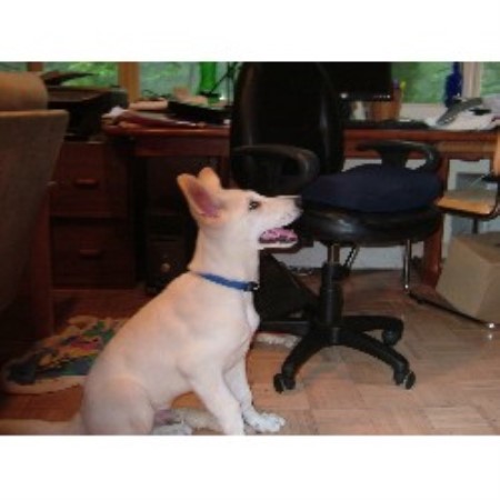 German Shepherd Dog breeder in Tacoma Washington