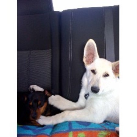 GSD,Alsatian in Washington