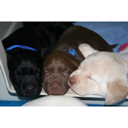 Labrador Retriever breeder in Anthony New Mexico