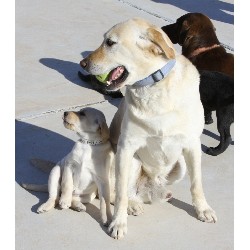 Lab in New Mexico picture 2