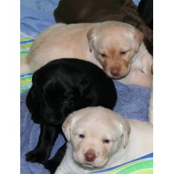 Labrador Retriever Breeder in Anthony, New Mexico