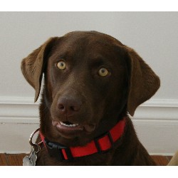 Lab breeder in New Mexico picture 2