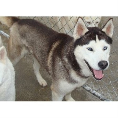 husky puppies for sale in wisconsin siberian husky breeders in wisconsin freedoglistings husky puppies for sale in wisconsin siberian husky breeders in wisconsin freedoglistings