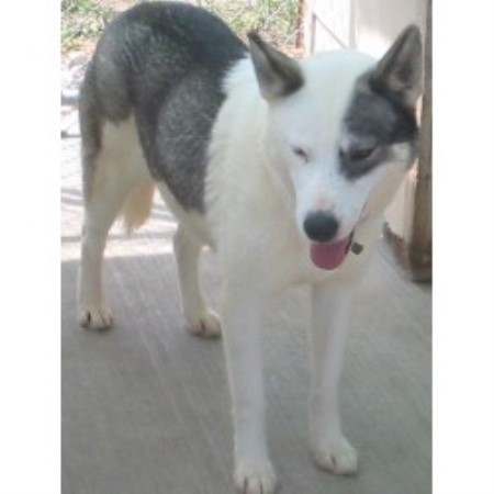 Siberian Husky breeder in Pittsville Wisconsin