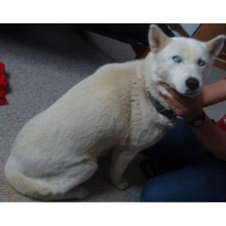 Siberian Husky in Wisconsin picture 2