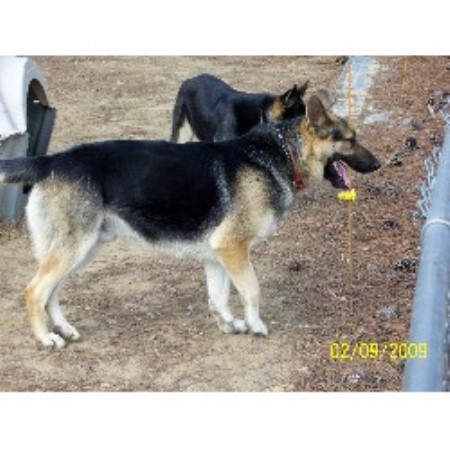 German Shepherd Dog Breeder in Henagar, Alabama