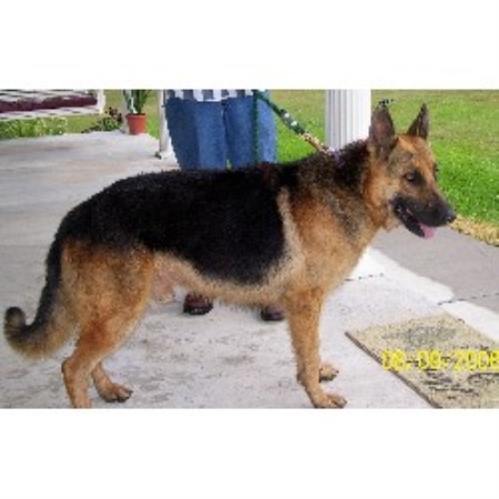 GSD,Alsatian in Alabama