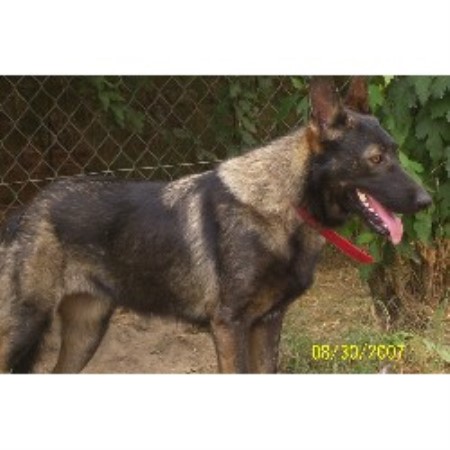 GSD,Alsatian in Alabama picture 2