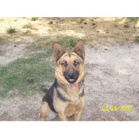 German Shepherd Dog breeder in Henagar Alabama