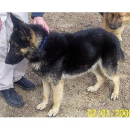 german shepherd puppies for sale in alabama d l kennels german shepherd breeder in henagar alabama listing id 11946 german shepherd puppies for sale in alabama d l kennels german shepherd breeder in henagar alabama listing id 11946