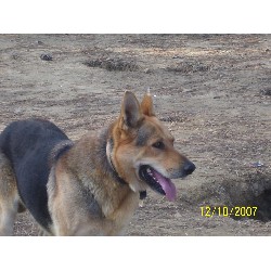 German Shepherd Dog Stud in Henagar, Alabama