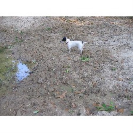 Jack Russell Terrier Breeder in Lake City, Florida