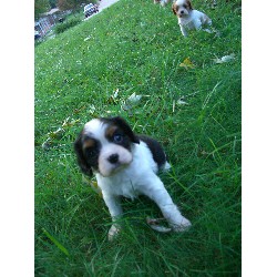 Cavalier King Charles Spaniel in Virginia picture 2