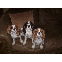Cavalier King Charles Spaniel in Virginia