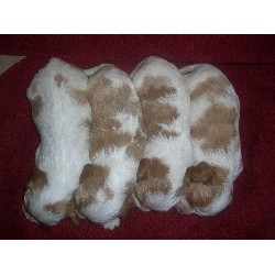 Cavalier King Charles Spaniel breeder in Danviile Virginia