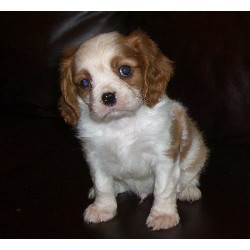 Cavalier King Charles Spaniel breeder in Virginia picture 2