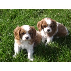 Cavalier King Charles Spaniel breeder in Virginia