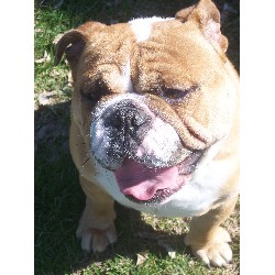 English Bulldog breeder in Winterset Iowa