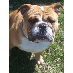 English Bulldog Breeder in Winterset, Iowa