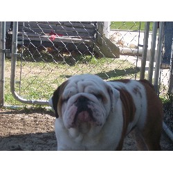 British Bulldog, Bulldog breeder in Iowa picture 2