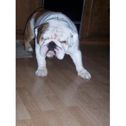 British Bulldog, Bulldog in Iowa picture 2