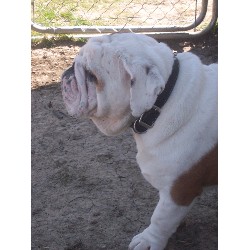British Bulldog, Bulldog in Iowa