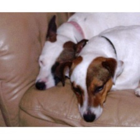 Jack Russell Terrier Breeder in York Beach, Maine