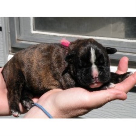 Boxer Breeder in La Grande, Oregon