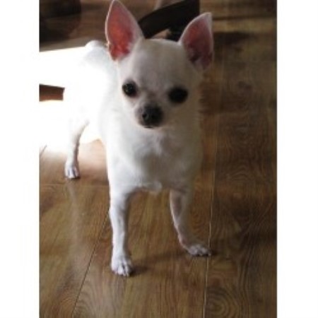Chihuahua breeder in Alberta