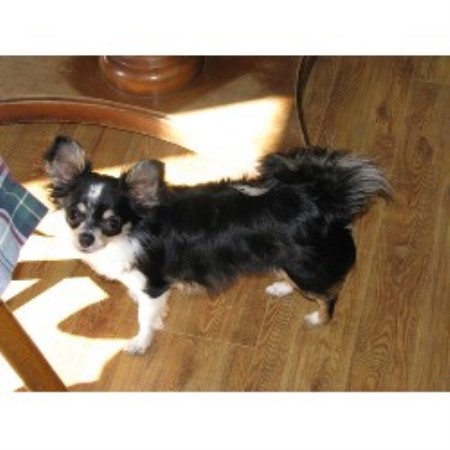 Chihuahua breeder in Alberta picture 2