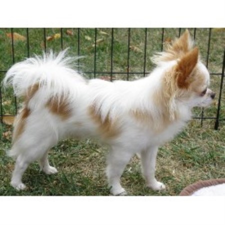 Chihuahua breeder in Castor Alberta