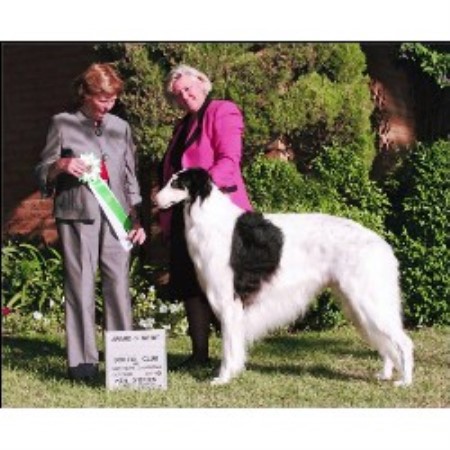 Borzoi breeder in Seattle Washington