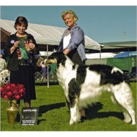 Russian Wolfhound in Washington