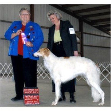 Russian Wolfhound in Washington picture 2