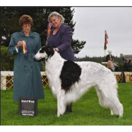 Borzoi Breeder in Seattle, Washington