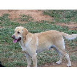 Labrador Retriever Breeder in Taylorsville, North Carolina