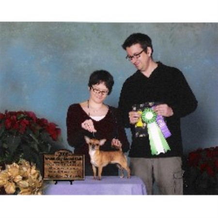 Chihuahua Breeder in Regina, Saskatchewan