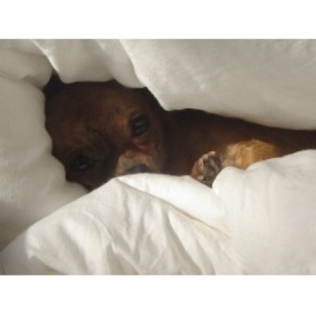 Chihuahua breeder in Saskatchewan picture 2