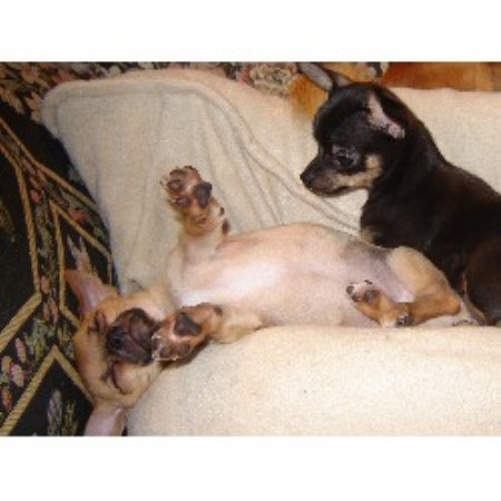 Chihuahua breeder in Regina Saskatchewan