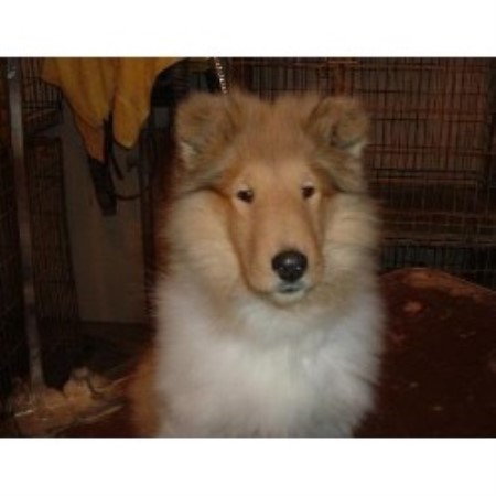 Collie Breeder in Peoria, Illinois