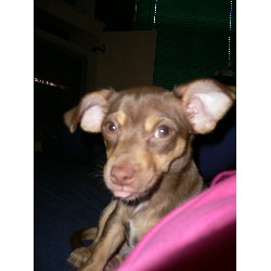 Chihuahua Stud in Hollywood, Florida